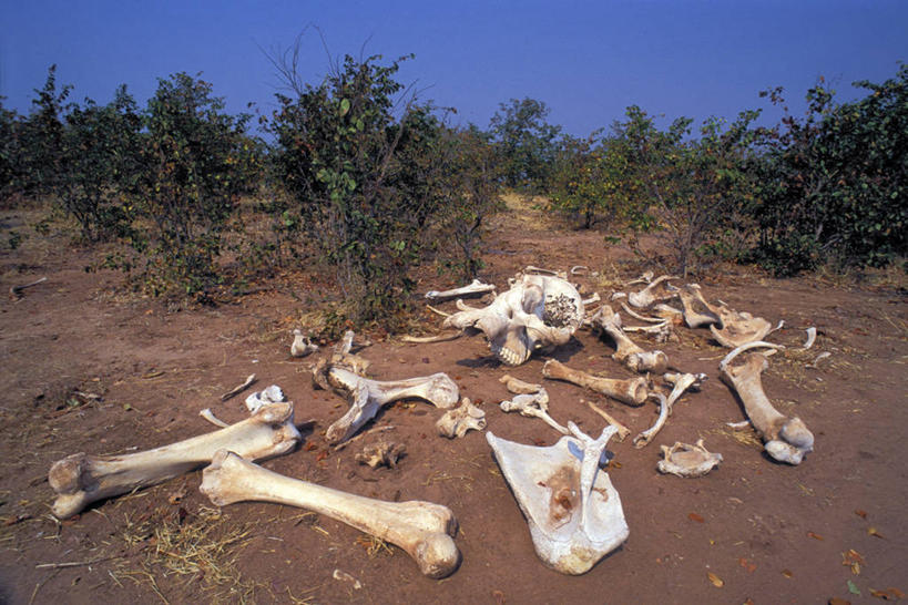 骨骼,无人,公园,横图,俯视,室外,白天,旅游,度假,草地,草原,草坪,荒凉,美景,植物,非洲,津巴布韦,一堆,阴影,堆叠,堆积,枯萎,光线,影子,荒野,景观,旷野,热带,骨头,娱乐,草,蓝色,绿色,蓝天,天空,阳光,自然,天,享受,休闲,景色,放松,生长,晴朗,成长,堆,死亡,骨架,国家公园,自然风光,原野,荒原,万里无云,阿非利加洲,津巴布韦共和国,辛巴威,枯败,马图萨多纳国家公园,马土萨多纳国家公园,荒地,荒芜,晴空,晴空万里,彩图,高角度拍摄