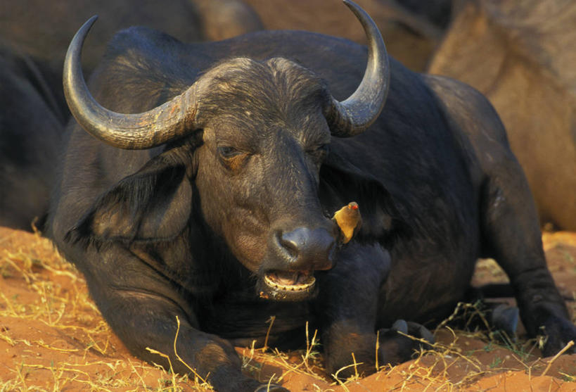 无人,公园,横图,俯视,室外,白天,旅游,度假,草地,草原,草坪,美景,植物,牛,野生动物,非洲,津巴布韦,阴影,枯萎,朦胧,模糊,光线,影子,荒野,景观,旷野,热带,注视,娱乐,草,一只,黑色,阳光,自然,动物,观察,看,趴着,张嘴,享受,休闲,景色,放松,观看,死亡,察看,国家公园,关注,自然风光,原野,荒原,凶猛,张大嘴巴,非洲水牛,阿非利加洲,津巴布韦共和国,辛巴威,枯败,马纳波尔国家公园,马纳波尔斯,残暴,凶残,张开嘴,水牛,趴,半身,彩图,高角度拍摄,马纳波尔斯国家公园,切俄雷自然保护区,萨比和切俄雷自然保护区,萨比自然保护区