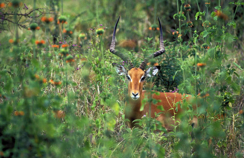 无人,公园,横图,室外,白天,侧面,旅游,度假,花海,花圃,美景,植物,野生动物,羊,叶子,非洲,坦桑尼亚,躲藏,阴影,朦胧,模糊,盛开,光线,羚羊,影子,景观,花蕾,扭头,注视,娱乐,花,花瓣,花朵,花卉,鲜花,一只,绿色,阳光,自然,动物,花丛,花束,花田,花苞,花蕊,观察,看,趴着,转头,享受,休闲,橙色,景色,放松,可爱,活泼,生长,成长,观看,察看,隐蔽,隐藏,国家公园,关注,自然风光,埋没,黑斑羚,潜藏,东非,塞伦盖蒂国家公园,坦桑尼亚联合共和国,暗藏,斑羚,高角羚,趴,半身,彩图,塞伦盖蒂