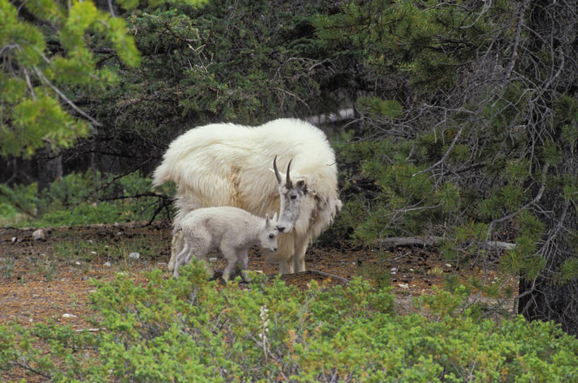 无人,母亲,女儿,站,横图,室外,白天,侧面,旅游,度假,美景,树林,植物,野生动物,羊,阴影,光线,影子,景观,扭头,注视,娱乐,树,树木,绿色,阳光,自然,动物,观察,看,站着,转头,两只,享受,休闲,母女,景色,放松,可爱,母爱,活泼,茂盛,生长,关怀,成长,观看,繁茂,察看,北美,北美洲,关注,自然风光,关心,美洲,洛矶山脉,落基山脉,北亚美利加洲,亚美利加洲,兴旺,昌盛,体贴,昌隆,畅旺,发达,蕃芜,繁盛,富强,隆盛,蓬勃,旺盛,兴隆,兴盛,郁勃,关切,站立,彩图,全身,雪羊