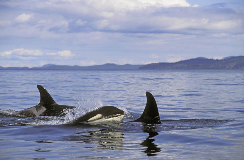 游泳,无人,横图,室外,白天,正面,旅游,度假,河流,石头,美景,日落,山,山脉,树林,水,植物,哺乳动物,鲸鱼,加拿大,三只,阴影,波纹,光线,虎鲸,杀人鲸,石子,影子,河水,景观,山峰,水流,晚霞,霞光,云,云朵,落日,山峦,云彩,注视,娱乐,海洋生物,树,树木,蓝色,绿色,白云,蓝天,水纹,天空,阳光,自然,黄昏,动物,波浪,群山,天,观察,看,享受,休闲,景色,彩霞,放松,鲸,生长,晴朗,成长,观看,察看,北美,北美洲,关注,自然风光,水生动物,美洲,水生物,凶猛,海底动物,逆戟鲸,北亚美利加洲,亚美利加洲,鲸类,卑诗省,不列颠哥伦比亚,不列颠哥伦比亚省,夕照,残暴,凶残,石块,岩石,晴空,夕阳,半身,彩图,斜阳