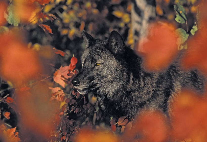 无人,站,横图,室外,特写,白天,侧面,秋季,植物,狼,野生动物,阴影,朦胧,模糊,光线,影子,注视,一只,绿色,阳光,自然,动物,观察,看,站着,生长,成长,观看,察看,关注,凶猛,残暴,凶残,秋,秋天,灰狼,站立,半身,彩图,犬科动物