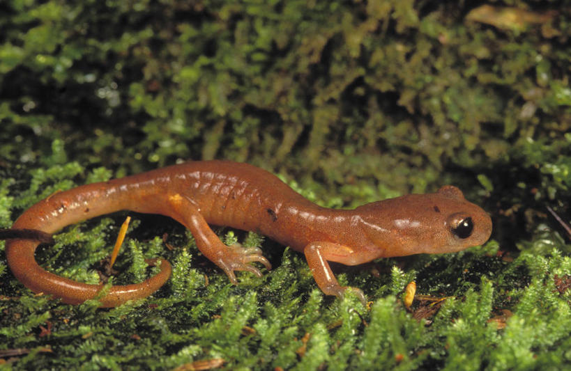 无人,横图,俯视,室外,特写,白天,草地,草坪,植物,野生动物,阴影,朦胧,模糊,光线,爬行动物,影子,注视,草,一只,绿色,阳光,动物,观察,看,趴着,可爱,活泼,观看,察看,关注,蝾螈,趴,彩图,高角度拍摄,全身