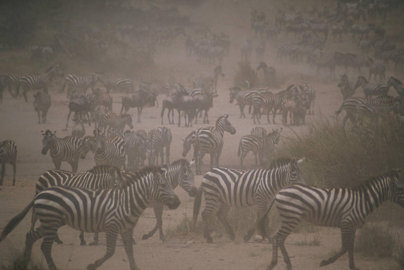 无人,公园,走,横图,俯视,室外,白天,旅游,度假,草地,草坪,美景,植物,雾,斑马,马,野生动物,非洲,坦桑尼亚,一群,许多,朦胧,模糊,景观,泥土,土壤,很多,尘埃,娱乐,草,绿色,自然,动物,享受,休闲,景色,放松,可爱,牲畜,活泼,灰尘,尘土,迷雾,国家公园,自然风光,东非,塞伦盖蒂国家公园,坦桑尼亚联合共和国,大雾,步行,散步,走路,彩图,高角度拍摄,全身,塞伦盖蒂