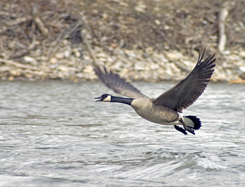 无人,横图,室外,白天,侧面,旅游,度假,河流,美景,水,鸟,羽毛,加拿大,飞翔,伸展,张开,展翅,阴影,波纹,轻盈,柔软,飞行,光线,翅膀,鸟类,影子,河水,景观,泥土,水流,土壤,翱翔,娱乐,飞,一只,水纹,阳光,自然,波浪,享受,休闲,景色,放松,雁,北美,北美洲,自然风光,美洲,张开翅膀,黑雁,加拿大黑雁,轻柔,北亚美利加洲,亚美利加洲,加拿大雁,卑诗省,不列颠哥伦比亚,不列颠哥伦比亚省,展开翅膀,彩图,全身
