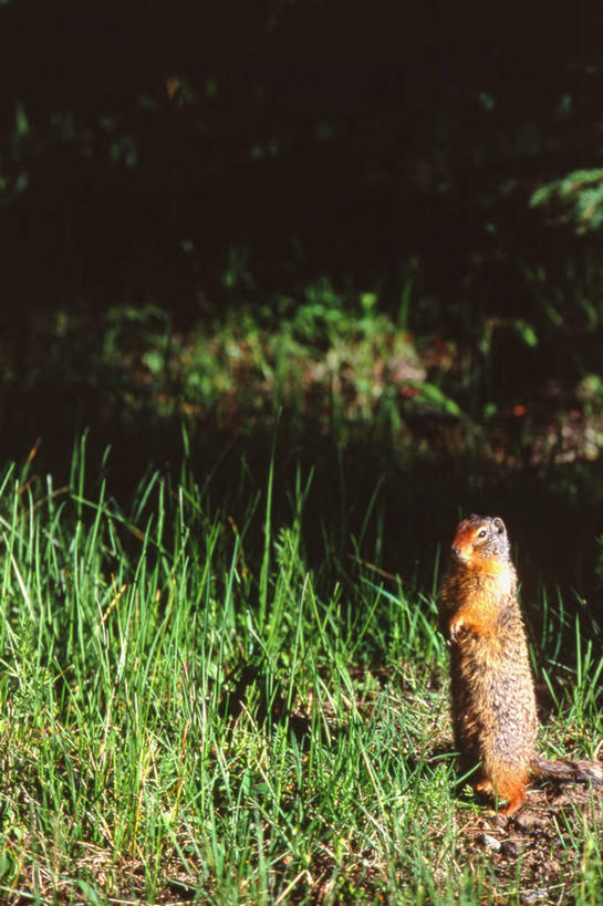 无人,站,竖图,室外,白天,侧面,旅游,度假,草地,草坪,美景,植物,野生动物,加拿大,阴影,光线,影子,景观,泥土,土壤,注视,娱乐,草,一只,绿色,阳光,自然,动物,松鼠,观察,看,站着,享受,休闲,景色,放松,可爱,毛茸茸,活泼,观看,察看,北美,北美洲,国家公园,关注,自然风光,美洲,地松鼠,阿尔伯塔省,班夫国家公园,阿尔伯塔,北亚美利加洲,亚美利加洲,艾伯塔,艾伯塔省,亚伯达,站立,彩图,全身,阿省,艾省,亚伯达省,亚省