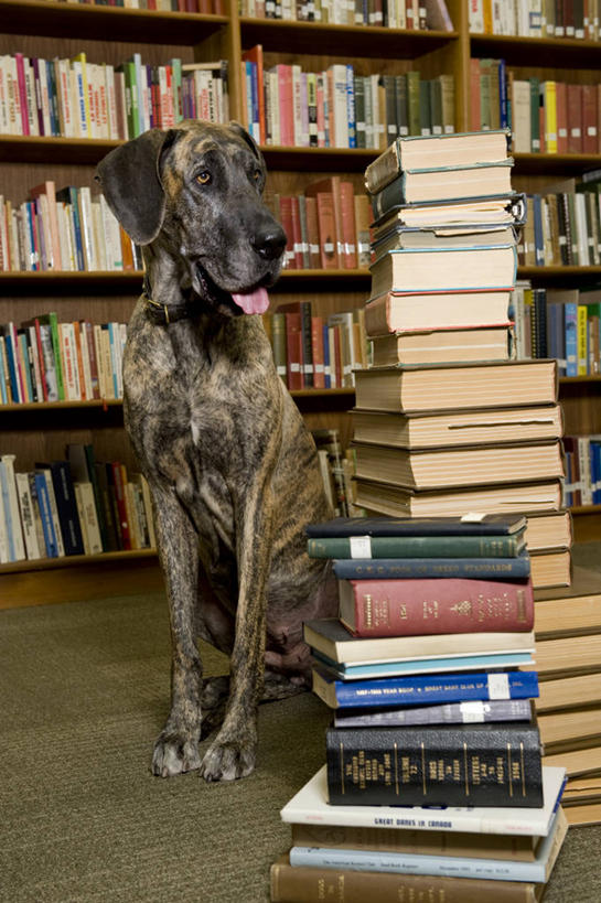 无人,图书馆,坐,竖图,室内,白天,正面,看书,阅读,宠物,狗,书籍,一排,许多,学习,阴影,丰富,整齐,反射,影子,很多,丰盛,注视,吐舌头,排列,一只,动物,书本,观察,看,伸舌头,吐舌,可爱,读书,浏览,观看,堆,察看,挑选,队列,关注,选择,浏览室,大丹狗,忠诚,丰硕,大丹犬,丰厚,富厚,厚实,德国獒狗,德国藏獒,德国獒犬,书,图书,犬,坐着,彩图,全身,书库,图书库,阅览室