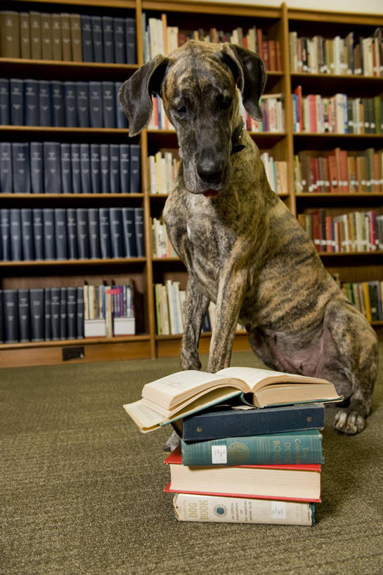 无人,图书馆,坐,竖图,室内,白天,正面,看书,阅读,宠物,狗,书籍,一排,许多,学习,阴影,丰富,整齐,反射,影子,很多,丰盛,注视,排列,一只,动物,书本,低头,观察,看,可爱,读书,浏览,观看,堆,察看,挑选,队列,关注,选择,浏览室,大丹狗,忠诚,丰硕,大丹犬,丰厚,富厚,厚实,德国獒狗,德国藏獒,德国獒犬,书,图书,犬,坐着,彩图,全身,书库,图书库,阅览室
