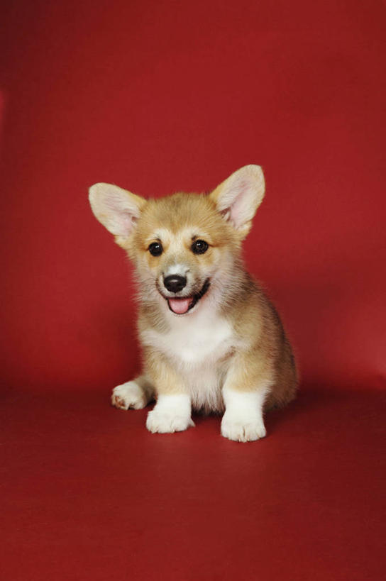 无人,竖图,俯视,室内,白天,宠物,狗,阴影,红色背景,反射,影子,柯基犬,威尔士柯基犬,注视,吐舌头,一只,动物,观察,看,趴着,伸舌头,吐舌,可爱,毛茸茸,摄影,影棚,牧羊犬,观看,察看,关注,忠诚,彭布罗克柯基犬,彭布罗克威尔士柯基犬,犬,趴,彩图,高角度拍摄,全身,影棚拍摄,拍摄
