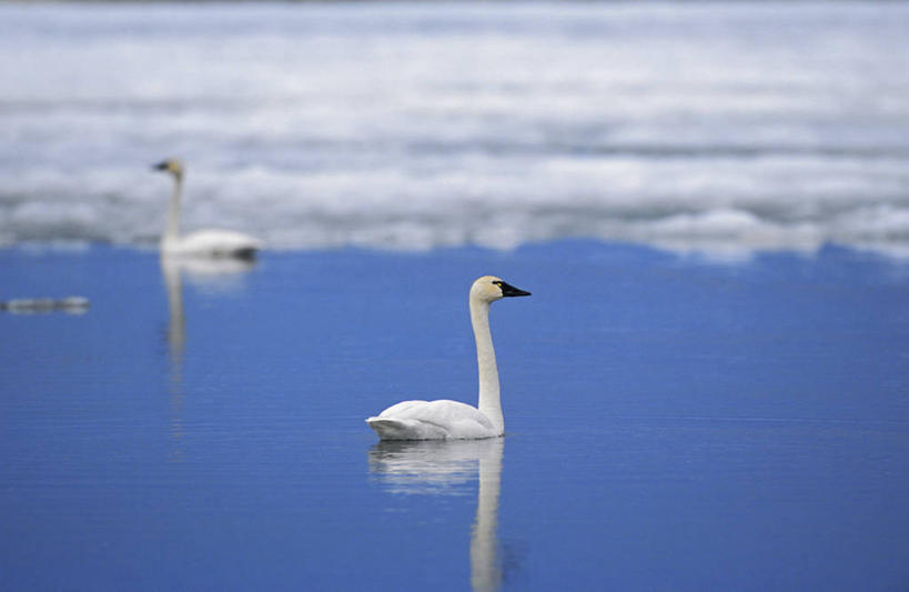 游泳,无人,横图,室外,白天,侧面,旅游,度假,湖,湖泊,美景,水,鸟,野生动物,天鹅,羽毛,美国,阴影,波纹,朦胧,模糊,轻盈,柔软,光线,鸟类,影子,冰,湖面,景观,水流,水面,娱乐,倒影,水纹,阳光,自然,动物,波浪,浮冰,湖水,两只,享受,休闲,景色,放松,寒冷,可爱,栖息,冰冷,倒映,北美,北美洲,国家公园,自然风光,美洲,阿拉斯加,阿拉斯加州,轻柔,北亚美利加洲,亚美利加洲,严寒,冰凉,酷寒,凛冽,凛凛,极冷,流冰,浮冰块,泅水,最后的边疆,午夜阳光之地,德纳里国家公园,反照,栖身,拍浮,鹄,彩图,全身