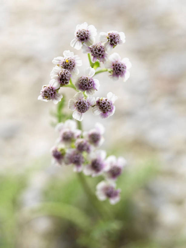 无人,竖图,俯视,室外,特写,白天,美景,阴影,朦胧,模糊,平静,盛开,光线,影子,景观,花蕾,花,花瓣,花朵,鲜花,紫色,阳光,自然,花苞,花蕊,景色,安静,治疗,宁静,安慰,静谧,自然风光,沉静,恬静,安祥,僻静,清静,太平,西洋蓍草,蚰蜒草,彩图,高角度拍摄