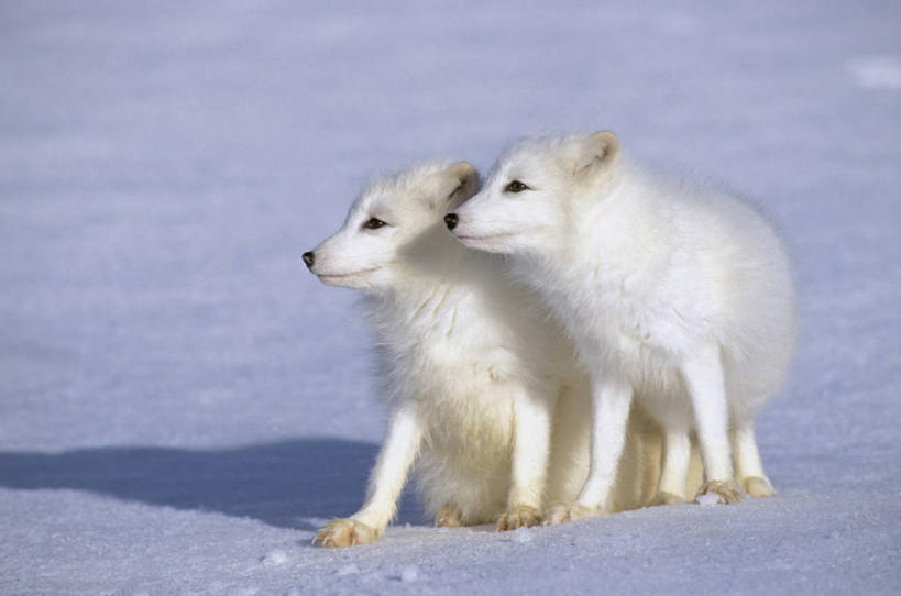 无人,坐,横图,室外,白天,正面,旅游,度假,美景,雪,大雪,狐狸,野生动物,美国,阴影,光线,影子,积雪,景观,雪景,冬季,冬天,注视,娱乐,白色,阳光,自然,动物,观察,看,两只,享受,休闲,景色,放松,寒冷,观看,皮毛,察看,北美,北美洲,关注,自然风光,北极狐,美洲,狡猾,阿拉斯加,阿拉斯加州,北亚美利加洲,亚美利加洲,严寒,最后的边疆,午夜阳光之地,狡诈,稀有,难得,罕见,坐着,彩图,全身
