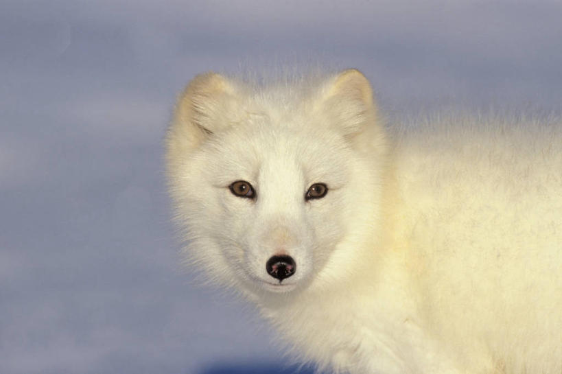 无人,站,横图,室外,白天,侧面,旅游,度假,美景,雪,大雪,狐狸,野生动物,美国,阴影,光线,影子,积雪,景观,雪景,冬季,冬天,注视,娱乐,一只,白色,阳光,自然,动物,观察,看,站着,享受,休闲,景色,放松,寒冷,观看,皮毛,察看,北美,北美洲,关注,自然风光,北极狐,美洲,狡猾,阿拉斯加,阿拉斯加州,北亚美利加洲,亚美利加洲,严寒,最后的边疆,午夜阳光之地,狡诈,稀有,难得,罕见,站立,半身,彩图