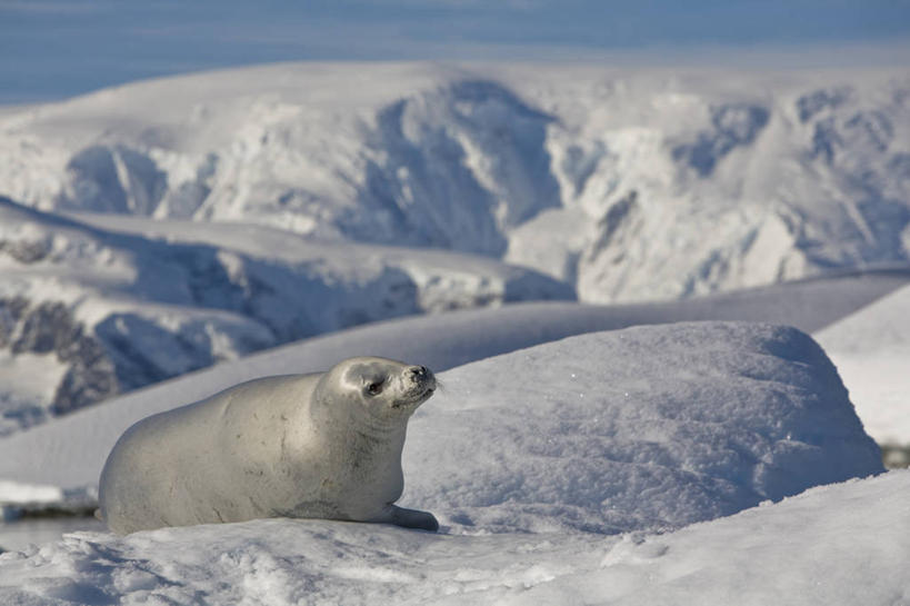 无人,横图,室外,白天,侧面,旅游,度假,南极,冰山,美景,山,哺乳动物,海豹,野生动物,阴影,光线,影子,冰,景观,山峰,山峦,娱乐,冰川,一只,蓝色,白色,蓝天,天空,阳光,自然,动物,天,趴着,享受,休闲,景色,放松,寒冷,可爱,活泼,皮毛,冰冷,自然风光,南极洲,冰河,严寒,冰凉,酷寒,凛冽,凛凛,极冷,南极大陆,食蟹海豹,南极地区,南极区,南极圈,锯齿海豹,第七大陆,趴,彩图,全身