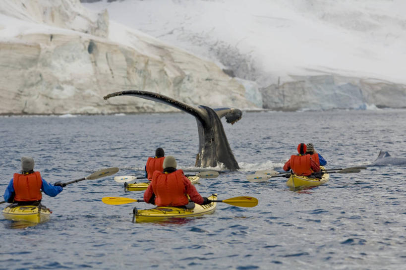 皮划艇,游泳,西方人,坐,横图,室外,白天,旅游,度假,南极,冰山,海浪,海洋,美景,山,哺乳动物,鲸鱼,欧洲,欧洲人,五个人,一条,行人,游客,游人,阴影,光线,尾巴,船桨,影子,冰,景观,浪花,山峰,云,云朵,山峦,许多人,云彩,娱乐,冰川,路人,旅客,海洋生物,背面,衣服,蓝色,黑色,白云,蓝天,天空,阳光,自然,海水,动物,天,四条,一群人,享受,休闲,橙色,景色,放松,寒冷,划,鲸,座头鲸,冰冷,自然风光,水生动物,南极洲,冰河,水生物,海景,海底动物,严寒,冰凉,酷寒,凛冽,凛凛,极冷,泅水,鲸类,南极大陆,大翅鲸,巨臂鲸,锯臂鲸,驼背鲸,拍浮,南极地区,南极区,南极圈,过客,男人,男性,中年男性,白种人,第七大陆,大海,风浪,海,海水的波动,近岸浪,涌浪,坐着,彩图,全身