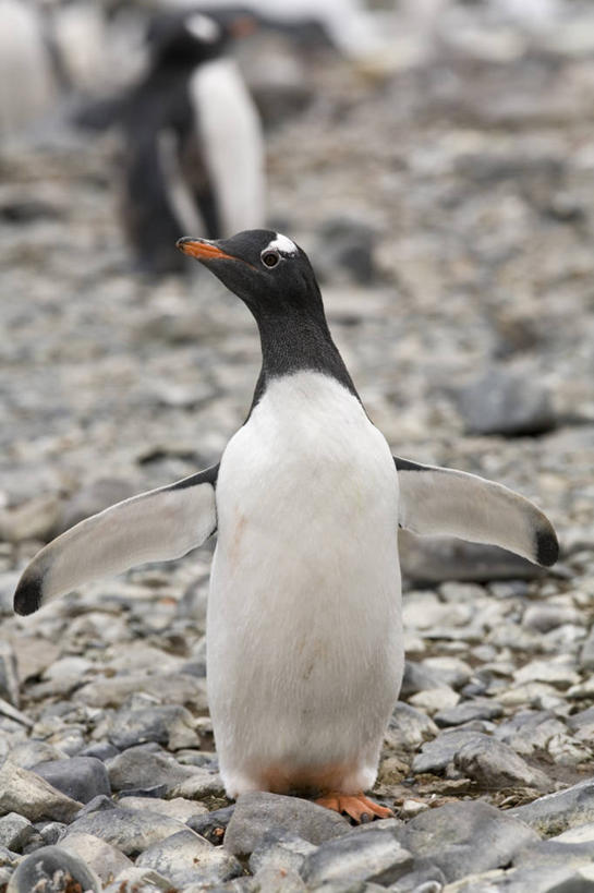 无人,站,竖图,室外,白天,正面,旅游,度假,石头,美景,企鹅,野生动物,阴影,朦胧,模糊,光线,石子,影子,景观,注视,娱乐,一只,白色,黑色,阳光,自然,动物,观察,看,站着,享受,休闲,景色,放松,可爱,活泼,观看,察看,关注,自然风光,南极洲,稀有,巴布亚企鹅,白眉企鹅,金图企鹅,格雷厄姆地,库佛维尔岛,南极半岛,南极大陆,帕默半岛,难得,罕见,石块,岩石,站立,彩图,全身