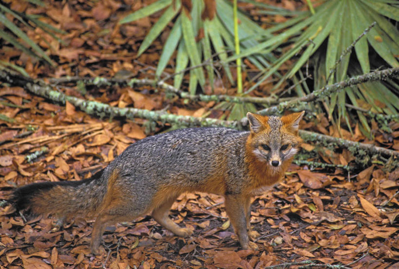无人,站,横图,室外,白天,侧面,旅游,度假,美景,狐狸,野生动物,叶子,美国,一条,阴影,光线,影子,景观,枯叶,落叶,枝条,注视,娱乐,树枝,阳光,自然,动物,观察,看,站着,享受,休闲,景色,放松,观看,察看,北美,北美洲,关注,自然风光,美洲,狡猾,灰狐,佛罗里达,佛罗里达州,佛州,阳光州,北亚美利加洲,亚美利加洲,狡诈,稀有,虬枝,枝杈,难得,罕见,叶,叶片,站立,彩图,全身,岛屿灰狐