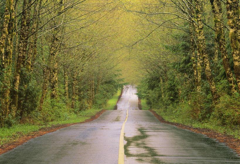 无人,横图,室外,白天,正面,旅游,度假,草地,草坪,美景,森林,树林,水,植物,道路,路,公路,加拿大,阴影,光线,液体,影子,景观,水滴,分界线,停车线,交通,娱乐,草,树,树木,排列,绿色,阳光,自然,享受,休闲,景色,放松,生长,成长,车行道,车行道分界线,北美,北美洲,自然风光,标线,美洲,车行线,北亚美利加洲,亚美利加洲,摆列,卑诗省,不列颠哥伦比亚,不列颠哥伦比亚省,温哥华岛,马路,彩图,卑斯省,布列,分列