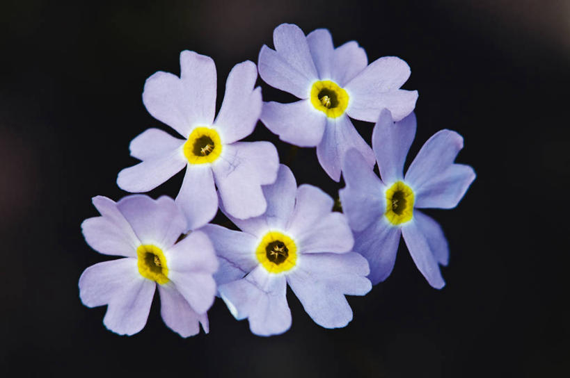 无人,横图,俯视,室内,特写,白天,五朵,阴影,黑色背景,朦胧,模糊,盛开,光线,影子,花蕾,花,花瓣,花朵,鲜花,紫色,花苞,花蕊,摄影,影棚,樱草花,独一,仅有,唯一,唯有,惟一,惟有,彩图,高角度拍摄,影棚拍摄,拍摄