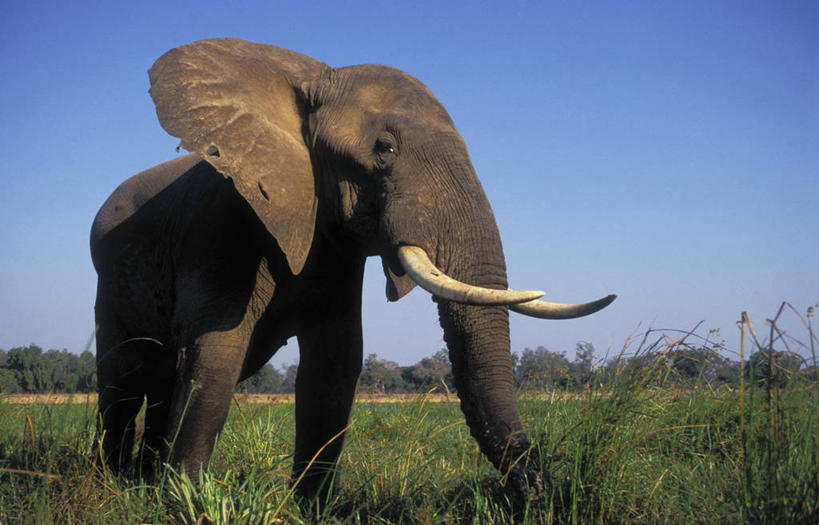 无人,走,横图,室外,白天,侧面,旅游,度假,草地,草坪,美景,植物,哺乳动物,大象,野生动物,非洲,津巴布韦,阴影,光线,影子,景观,非洲象,注视,娱乐,草,树,树木,一只,蓝色,绿色,蓝天,天空,阳光,自然,动物,天,观察,看,享受,休闲,景色,放松,生长,晴朗,成长,观看,察看,关注,自然风光,万里无云,阿非利加洲,津巴布韦共和国,辛巴威,晴空,晴空万里,象,步行,散步,走路,彩图,全身