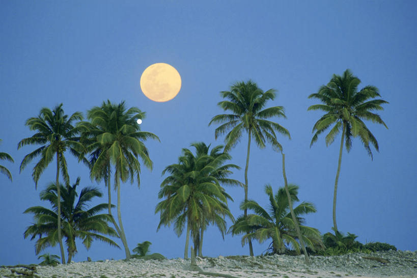 无人,横图,室外,夜晚,仰视,旅游,度假,美景,植物,棕榈树,叶子,伯利兹,景观,月亮,绿叶,月光,娱乐,树,树木,蓝色,绿色,蓝天,天空,自然,天,享受,休闲,嫩叶,景色,放松,生长,晴朗,成长,明亮,中美洲,自然风光,美洲,棕榈叶,万里无云,亚美利加洲,皎洁,中美,中亚美利加洲,叶,叶片,晴空,晴空万里,彩图,低角度拍摄