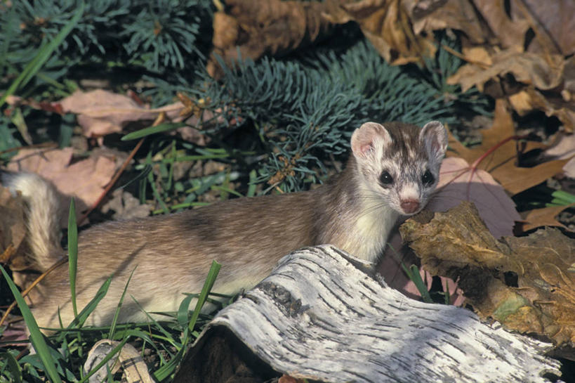 无人,站,横图,室外,白天,正面,旅游,度假,美景,植物,野生动物,叶子,美国,阴影,光线,影子,景观,枯叶,落叶,注视,娱乐,一只,绿色,阳光,自然,动物,观察,看,站着,享受,休闲,景色,放松,可爱,活泼,生长,成长,观看,察看,北美,北美洲,关注,自然风光,美洲,北亚美利加洲,亚美利加洲,白鼬,扫雪鼬,叶,叶片,站立,彩图,全身