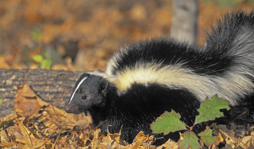 无人,站,横图,室外,白天,侧面,旅游,度假,美景,植物,野生动物,叶子,加拿大,阴影,光线,影子,景观,枯叶,落叶,树桩,注视,娱乐,树,树干,一只,绿色,阳光,自然,动物,观察,看,站着,享受,休闲,木桩,景色,放松,可爱,活泼,生长,成长,观看,察看,北美,北美洲,关注,自然风光,美洲,北亚美利加洲,亚美利加洲,白鼬,扫雪鼬,叶,叶片,站立,半身,彩图