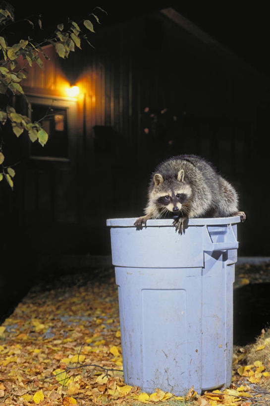 无人,家,木屋,站,竖图,室外,夜晚,正面,植物,野生动物,叶子,环保,枯叶,落叶,垃圾桶,注视,住宅,树,树木,一只,绿色,自然,动物,容器,观察,看,站着,可爱,活泼,生长,能源,成长,观看,储藏,垃圾箱,回收,资源,察看,储存,关注,浣熊,利用,低碳,循环,持续,白鼻豿,叶,叶片,站立,彩图,全身,茅舍,茅屋,棚屋,小木屋,小屋,贮存