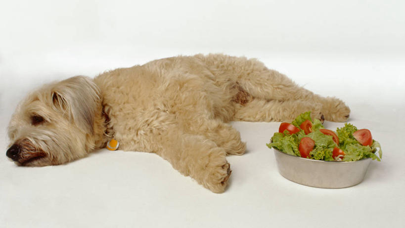 无人,横图,俯视,室内,白天,宠物,狗,蔬菜,西红柿,金属制品,一堆,阴影,堆叠,堆积,新鲜,光线,金属,影子,灯光,生菜,莴苣,食品,营养,注视,食物,一只,动物,容器,碗,观察,看,趴着,健康,可爱,毛茸茸,有机食品,绿色食品,观看,储藏,堆,察看,储存,关注,忠诚,春菜,鹅仔菜,莴仔菜,千金菜,叶用莴苣,安康,康健,养分,犬,樱桃番茄,圣女果,番茄,趴,彩图,高角度拍摄,全身,贮存