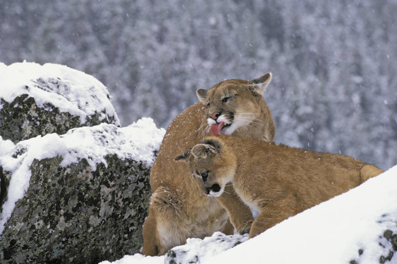 无人,坐,横图,室外,白天,侧面,石头,山,雪,雪山,大雪,哺乳动物,野生动物,狮子,一堆,阴影,堆叠,堆积,朦胧,模糊,光线,石子,影子,冰,积雪,山峰,雪景,冬季,冬天,山峦,注视,阳光,动物,观察,看,两只,寒冷,友好,舔,观看,堆,和睦,察看,冰冷,友爱,关注,凶猛,美洲狮,严寒,冰凉,酷寒,凛冽,凛凛,极冷,山狮,交情,残暴,凶残,石块,岩石,坐着,半身,彩图