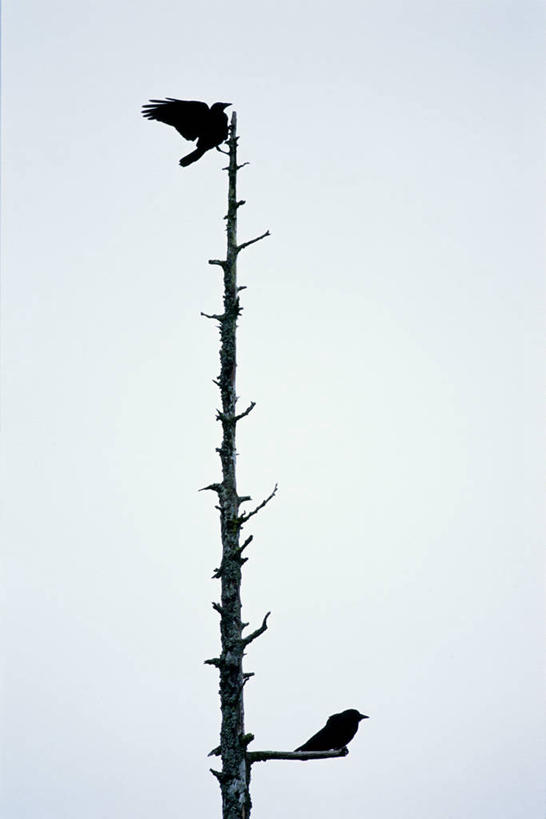 无人,竖图,室外,白天,侧面,植物,鸟,野生动物,旗帜,伸展,张开,起飞,展翅,阴影,光线,翅膀,鸟类,影子,树桩,枝条,注视,旗子,树,树干,树木,树枝,蓝色,黑色,蓝天,天空,阳光,动物,天,观察,看,两只,木桩,观看,乌鸦,死亡,吉祥,察看,关注,休憩,张开翅膀,不祥,旌旗,旗号,楚乌,老鸹,厄运,憩息,腾飞,虬枝,枝杈,展开翅膀,恐惧,彩图,全身