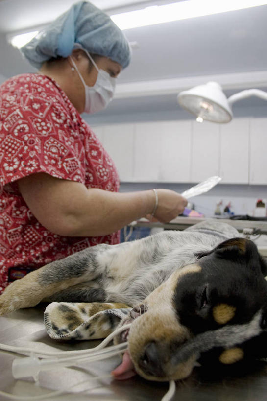 西方人,一个人,兽医,站,躺,竖图,室内,白天,侧面,台灯,宠物,狗,照明,欧洲,欧洲人,仅一个女性,仅一个人,握,服装,分离,灯光,过滤,拿,分开,拿着,注视,休闲装,灯,一只,衣服,动物,口罩,灯具,观察,看,站着,仅一个中年女性,休闲,休闲服,隔断,可爱,握着,遮掩,服饰,观看,隔离,照亮,察看,卫生,掩盖,遮挡,照明设备,关注,净化,间隔,预防,遮盖,防尘,忠诚,掩饰,断绝,隔开,屏蔽,屏绝,远离,中断,阻遏,阻隔,镇痛剂,麻醉剂,卧着,女人,女性,中年女性,白种人,兽医师,犬,躺着,卧,站立,半身,彩图