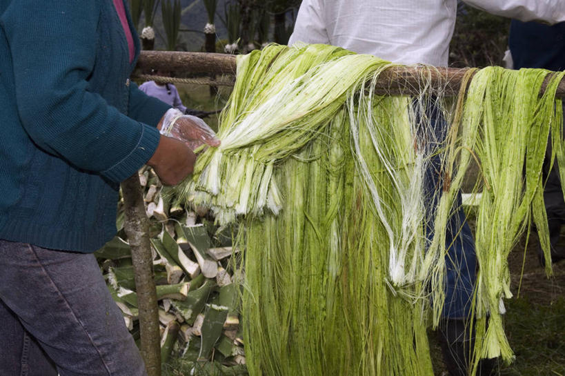 东方人,两个人,站,横图,室外,白天,侧面,农作物,植物,龙舌兰,叶子,亚洲,吊挂,收成,握,悬挂,服装,纹理,绿叶,挂,拿,拿着,注视,休闲装,黄种人,衣服,绿色,观察,看,站着,休闲,休闲服,嫩叶,握着,服饰,收获,观看,希望,察看,关注,肌理,毛边丝兰,软叶丝兰,丝兰,劳绩,剑麻,凤尾兰,凤尾丝兰,番麻,女人,女性,中年女性,亚洲人,叶,叶片,叶脉,站立,半身,彩图,龙舌掌