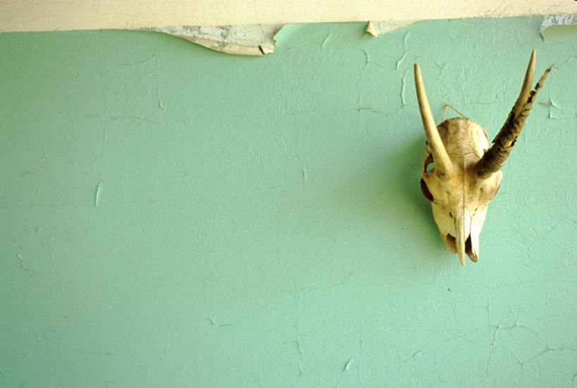 骨骼,无人,横图,室内,白天,正面,哺乳动物,鹿,野生动物,阴影,光线,头骨,影子,墙,骨头,墙壁,墙面,一个,绿色,阳光,动物,可爱,活泼,骨架,鹿角,脱皮,彩图