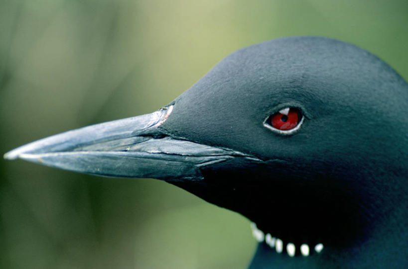 无人,横图,室外,白天,侧面,旅游,度假,美景,鸟,加拿大,阴影,朦胧,模糊,光线,鸟类,鸭,鸭子,影子,景观,注视,娱乐,家禽,一只,阳光,自然,动物,观察,看,享受,休闲,景色,放松,牲畜,观看,察看,北美,北美洲,关注,自然风光,美洲,绿头鸭,北亚美利加洲,亚美利加洲,大红腿鸭,大绿头,大麻鸭,对鸭,魁北克省,官鸭,半身,彩图