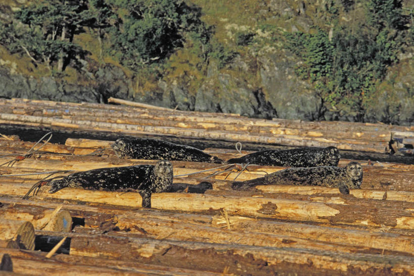 无人,横图,俯视,室外,白天,旅游,度假,美景,森林,树林,植物,哺乳动物,海豹,野生动物,加拿大,四只,阴影,枯萎,光线,影子,景观,枯草,娱乐,草,树,树木,黄色,绿色,阳光,自然,动物,享受,休闲,景色,放松,可爱,茂密,运输,活泼,茂盛,生长,成长,北美,北美洲,自然风光,美洲,斑海豹,北亚美利加洲,亚美利加洲,卑诗省,不列颠哥伦比亚,不列颠哥伦比亚省,彩图,高角度拍摄,全身