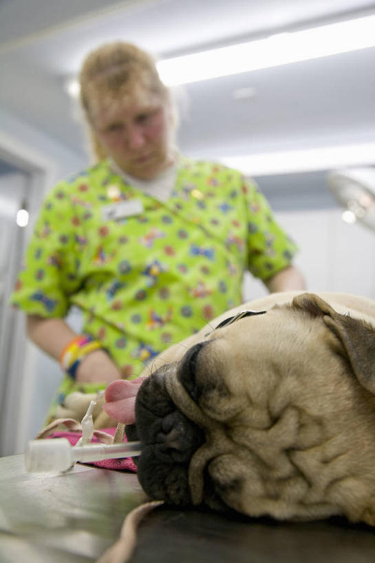 西方人,一个人,兽医,医院,站,竖图,室内,白天,仰视,工作服,制服,床,宠物,狗,照明,欧洲,欧洲人,仅一个女性,仅一个人,握,灯光,拿,沙皮狗,拿着,注视,顶灯,灯,动物,灯具,低头,观察,看,站着,仅一个中年女性,针管,针筒,可爱,握着,注射,观看,照亮,察看,医疗,医疗设备,注射器,照明设备,关注,医疗器械,手术台,宠物医院,忠诚,医疗机构,手术床,工作制服,沙皮,沙皮犬,女人,女性,中年女性,白种人,兽医师,犬,站立,半身,彩图,低角度拍摄,工作套服,病院,诊所,宠物院,动物医院