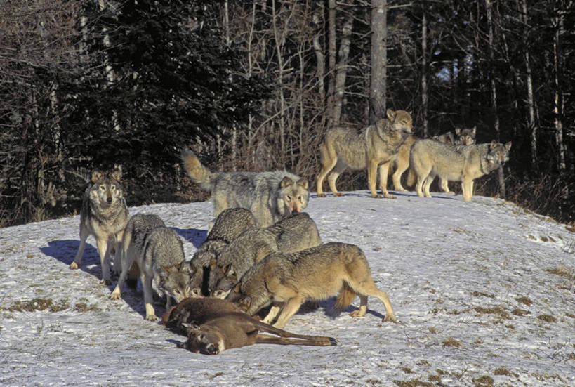 无人,站,横图,室外,白天,正面,旅游,度假,美景,雪,植物,大雪,哺乳动物,狼,鹿,野生动物,加拿大,一群,许多,覆盖,阴影,光线,影子,积雪,景观,雪景,冬季,冬天,枝条,很多,注视,娱乐,树,树木,树枝,一只,阳光,自然,动物,观察,看,站着,享受,休闲,抓,景色,放松,寒冷,可爱,活泼,观看,死亡,察看,北美,北美洲,关注,自然风光,白尾鹿,捕猎,美洲,凶猛,遮盖,北亚美利加洲,亚美利加洲,严寒,殒命,灭亡,笼罩,笼盖,虬枝,枝杈,残暴,凶残,灰狼,站立,彩图,全身,犬科动物