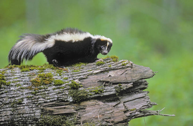 无人,站,横图,室外,特写,白天,侧面,旅游,度假,石头,美景,植物,哺乳动物,野生动物,阴影,朦胧,模糊,光线,石子,影子,景观,注视,娱乐,一只,绿色,阳光,自然,动物,观察,看,站着,享受,休闲,景色,放松,可爱,活泼,生长,成长,观看,察看,北美,北美洲,关注,自然风光,美洲,臭鼬,北亚美利加洲,亚美利加洲,臭味,异味,石块,岩石,站立,彩图,全身