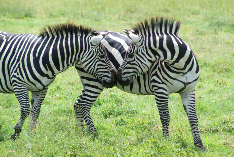 无人,公园,农场,站,横图,室外,白天,侧面,旅游,度假,畜牧业,牧场,草地,草坪,美景,植物,斑马,马,野生动物,非洲,坦桑尼亚,阴影,光线,影子,景观,注视,娱乐,草,绿色,阳光,自然,动物,观察,看,亲昵,站着,享受,休闲,景色,放松,可爱,亲密,亲热,牲畜,活泼,观看,察看,国家公园,两匹,关注,自然风光,畜牧,牧业,亲切,东非,塞伦盖蒂国家公园,坦桑尼亚联合共和国,密切,站立,半身,彩图,塞伦盖蒂