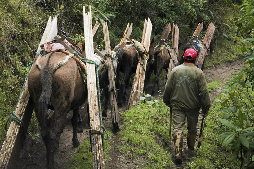 西方人,背,一个人,走,横图,室外,白天,美景,植物,马,野生动物,欧洲,欧洲人,仅一个男性,仅一个人,仅一个中年男性,一堆,阴影,堆叠,堆积,朦胧,模糊,光线,木制,影子,景观,泥土,土壤,褐色,注视,四匹,背面,绿色,阳光,自然,动物,木制品,背着,观察,看,景色,运输,牲畜,生长,成长,观看,堆,察看,关注,自然风光,背负,驱赶,驱逐,男人,男性,中年男性,白种人,步行,散步,走路,彩图,全身