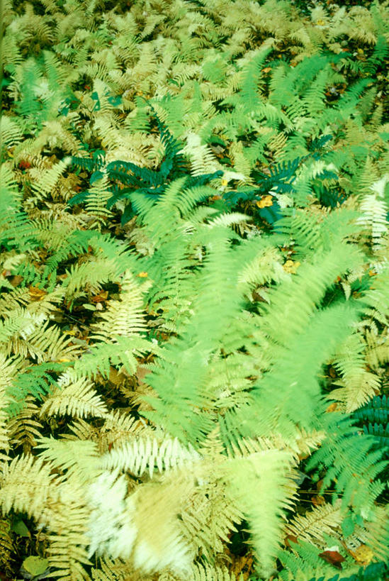 无人,竖图,俯视,室外,特写,白天,旅游,度假,草地,草坪,美景,植物,阴影,光线,影子,景观,娱乐,草,绿色,阳光,自然,享受,休闲,景色,放松,茂密,茂盛,自然风光,彩图,高角度拍摄