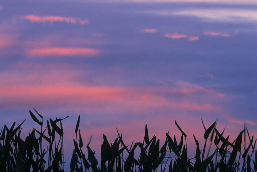 无人,横图,室外,白天,正面,旅游,度假,美景,日落,叶子,加拿大,景观,晚霞,霞光,云,云朵,落日,绿叶,背光,云彩,娱乐,白云,自然,黄昏,享受,休闲,嫩叶,景色,彩霞,放松,茂密,茂盛,北美,北美洲,自然风光,美洲,逆光,新斯科舍,北亚美利加洲,亚美利加洲,新斯科舍省,夕照,叶,叶片,夕阳,彩图,诺省,斯高沙省,新省,新斯高沙省,新斯科细亚省,斜阳