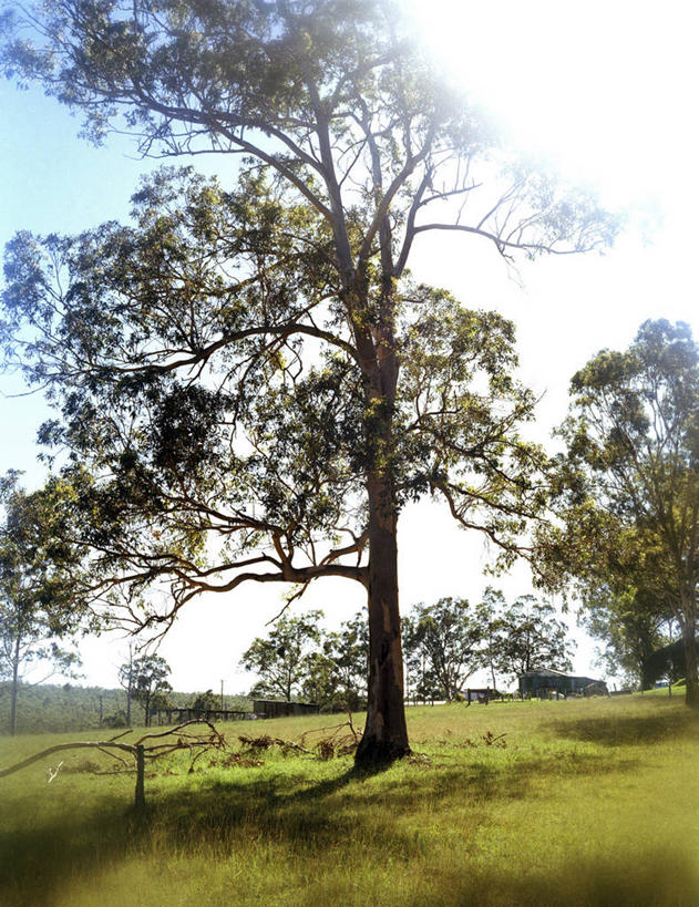 无人,竖图,室外,白天,仰视,旅游,度假,草地,草坪,美景,植物,澳大利亚,阴影,光线,影子,景观,娱乐,草,树,树木,蓝色,绿色,蓝天,天空,阳光,自然,天,享受,休闲,景色,放松,生长,成长,自然风光,大洋洲,澳洲,南方大陆,澳大利亚联邦,新南威尔士,新南威尔士州,彩图,低角度拍摄,亨特谷,猎人谷