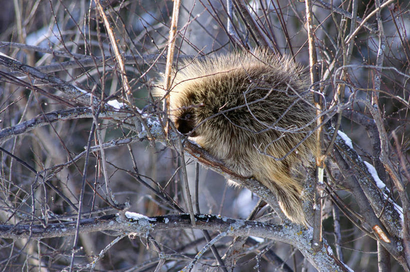 无人,横图,室外,特写,白天,侧面,旅游,度假,美景,雪,植物,大雪,豪猪,野生动物,阴影,朦胧,模糊,光线,影子,积雪,景观,雪景,冬季,冬天,枝条,娱乐,树,树木,树枝,一只,阳光,自然,动物,享受,休闲,景色,放松,寒冷,栖息,自然风光,凶猛,严寒,虬枝,枝杈,栖身,残暴,凶残,箭猪,彩图,全身