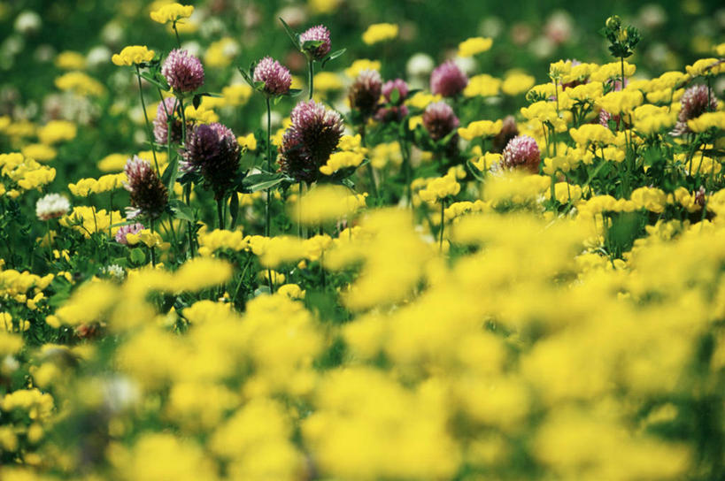 无人,横图,室外,特写,白天,正面,爱情,旅游,度假,自由,幸福,美景,加拿大,阴影,朦胧,模糊,盛开,光线,影子,景观,三叶草,花蕾,娱乐,花,花瓣,花朵,鲜花,黄色,紫色,阳光,自然,花苞,花蕊,享受,休闲,景色,放松,茂密,茂盛,希望,北美,北美洲,自然风光,美洲,和平,新斯科舍,车轴草,苜蓿,统一,北亚美利加洲,亚美利加洲,新斯科舍省,团结,彩图,诺省,斯高沙省,新省,新斯高沙省,新斯科细亚省
