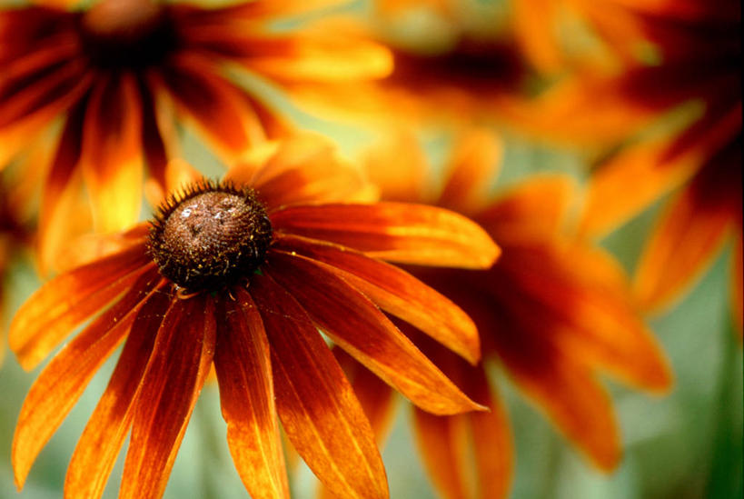 无人,横图,室外,特写,白天,正面,美景,阴影,形状,朦胧,模糊,盛开,光线,影子,景观,花蕾,花,花瓣,花朵,鲜花,阳光,自然,花苞,花蕊,橙色,景色,黑眼苏珊,自然风光,形态,外形,翼柄老雅嘴,翼叶山牵牛,彩图