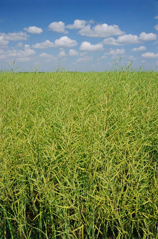 无人,农田,竖图,室外,白天,正面,旅游,度假,庄稼,农作物,草地,草坪,美景,植物,加拿大,阴影,光线,影子,景观,云,云朵,云彩,娱乐,草,蓝色,绿色,白云,蓝天,天空,阳光,自然,天,享受,休闲,景色,放松,茂密,茂盛,晴朗,北美,北美洲,自然风光,美洲,北亚美利加洲,亚美利加洲,马尼托巴,马尼托巴省,曼尼托巴省,晴空,彩图,耕地,庄稼田,曼省,缅尼托巴省,缅省