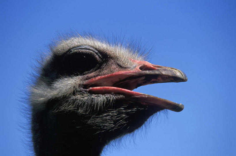 脸,头,脸颊,无人,站,横图,室外,特写,白天,仰视,旅游,度假,美景,鸟,鸵鸟,阴影,光线,鸟类,影子,景观,注视,娱乐,一只,蓝色,蓝天,天空,阳光,自然,天,观察,看,站着,张嘴,享受,休闲,景色,放松,晴朗,观看,察看,关注,自然风光,张大嘴巴,万里无云,美洲鸵鸟,美洲鸵,头部,脸部,脸蛋,面部,晴空,晴空万里,张开嘴,站立,半身,彩图,低角度拍摄
