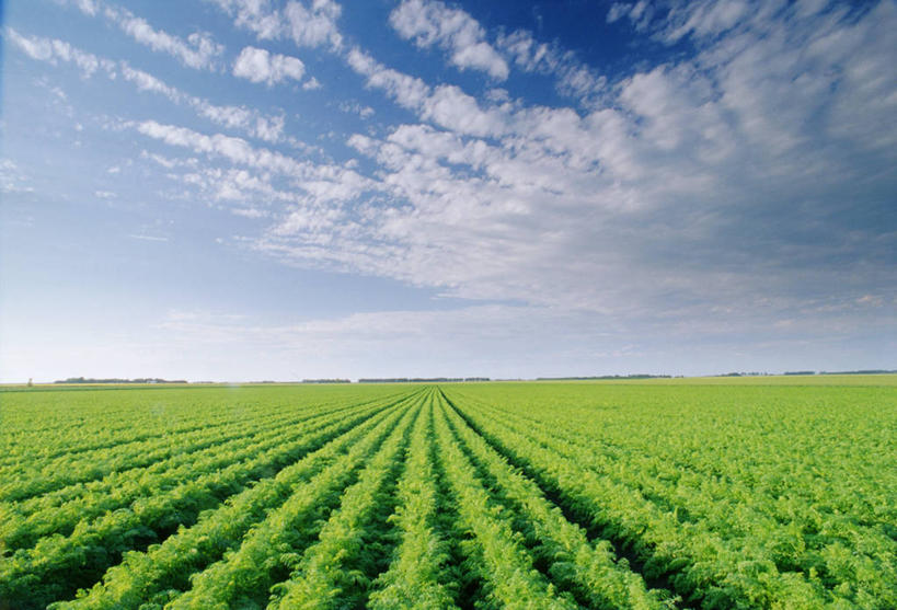 无人,农田,横图,室外,白天,正面,旅游,度假,庄稼,农作物,美景,萝卜,胡萝卜,蔬菜,加拿大,一排,阴影,新鲜,整齐,光线,影子,景观,云,云朵,食品,云彩,娱乐,食物,排列,蓝色,绿色,蓝天,天空,阳光,自然,天,享受,休闲,景色,放松,有机食品,绿色食品,北美,北美洲,队列,自然风光,美洲,北亚美利加洲,亚美利加洲,马尼托巴,马尼托巴省,曼尼托巴省,红萝卜,甘荀,彩图,耕地,庄稼田,曼省,缅尼托巴省,缅省